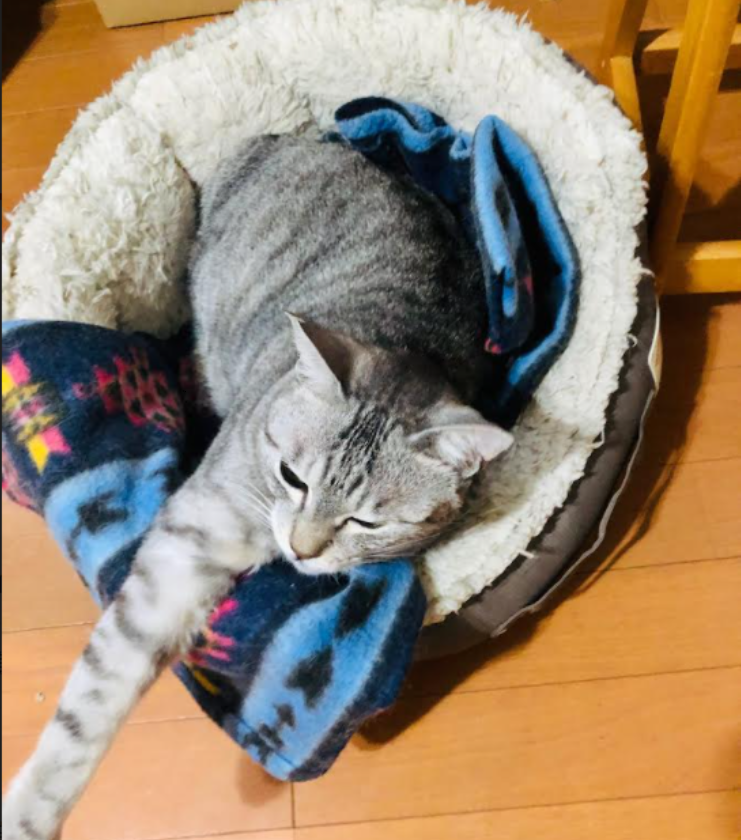 爪とぎ
